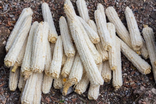 many corn cobs on the ground used as charcoal for making campfire