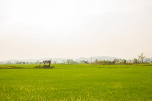 Green rice field with small hut background of nature lanscape.