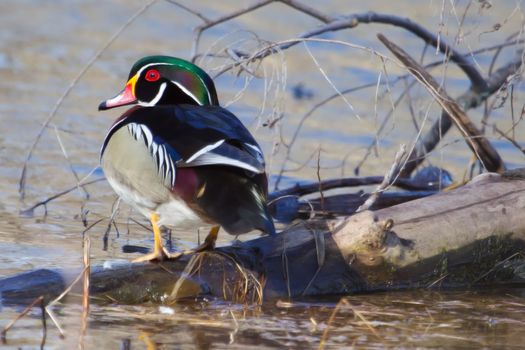 Colorful Drake Wood Duck perched in a tree.