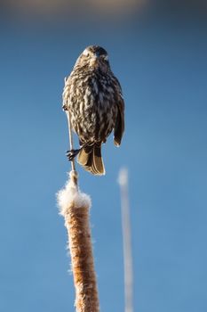 Bird standing on a Cattail on a lake