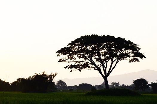 silhouette of big tree on rice fields in the evening, watercolor style