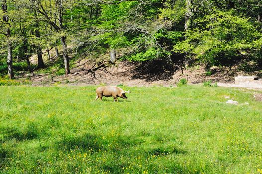 Pig slow moving across green meadow