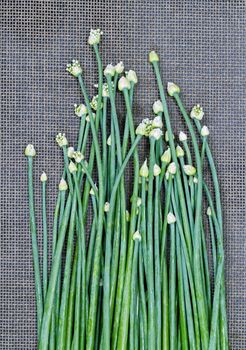 fresh green Onion Flower Stem on black mat