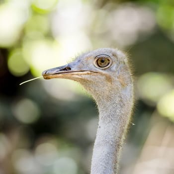 Close up Ostrich