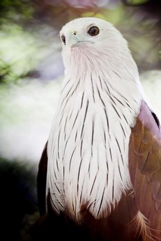 Brahminy Kite (Red-backed Sea Eagle)