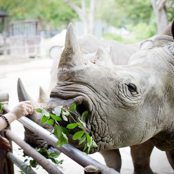 Closeup shot at the head of Rhino eating leaves