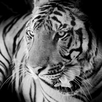 Close up tiger