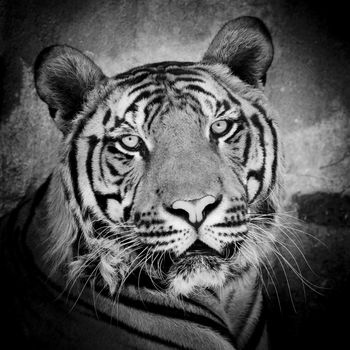 close up of a tiger's face with bare teeth of Bengal Tiger