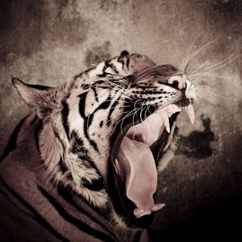 close up of a tiger's face with bare teeth of Bengal Tiger