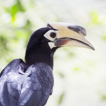 Close up Hornbill in wild