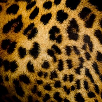 Leopard fur background