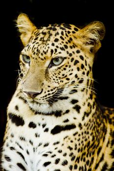 Leopard portrait