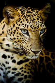 Leopard portrait