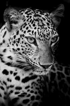 Leopard portrait