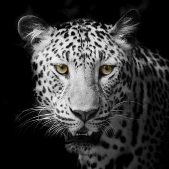 Leopard portrait