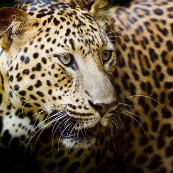 Leopard portrait