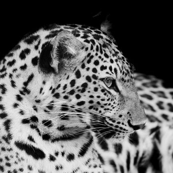 Leopard portrait