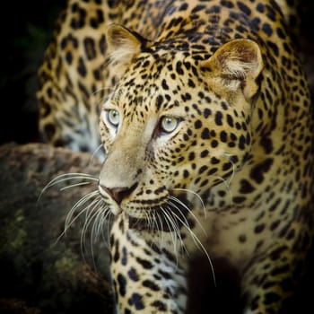 Leopard portrait