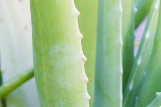 Aloe vera leaf close up, focusing on thorn