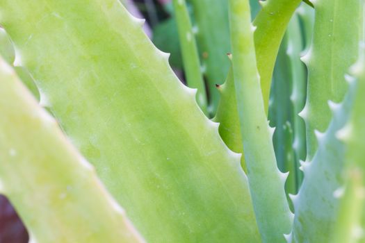 green aloe vera plant with thorn close up