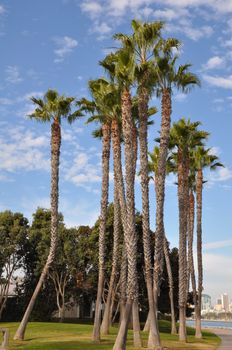 Palm Trees at Coronado Island in San Diego, California