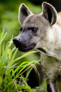 Close up of A Hyena