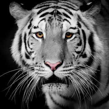 Close Up Tiger