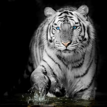 Black & White Tiger