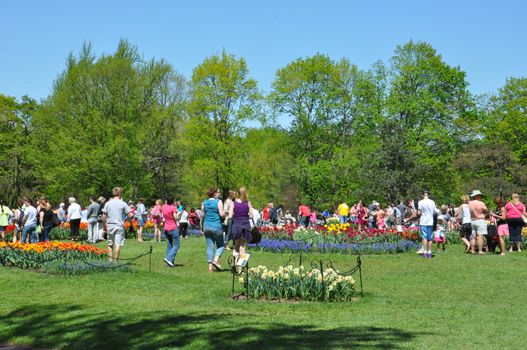 2014 Tulip Festival at Washington Park in Albany, New York State