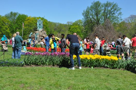 2014 Tulip Festival at Washington Park in Albany, New York State