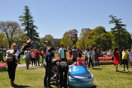 2014 Tulip Festival at Washington Park in Albany, New York State