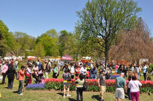 2014 Tulip Festival at Washington Park in Albany, New York State