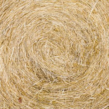 Straw texture background, close up