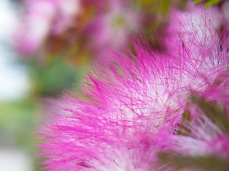 Extreme closeup pink powderpuff blooming like dream with shallow DoF(depth of field), Calliandra surinamensis, Family Mimosaceae, common names Pompon De Marin, Surinam Powderpuff, Surinamese Stickpea)
