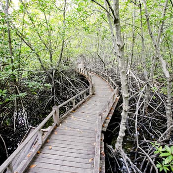 walk way to Mangrove forest