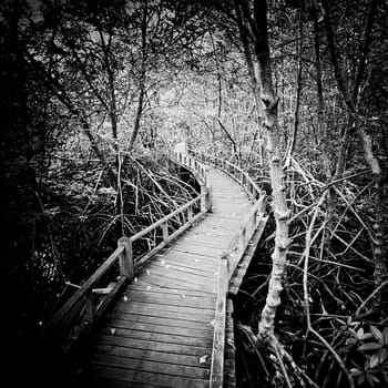 walk way to Mangrove forest-black and white