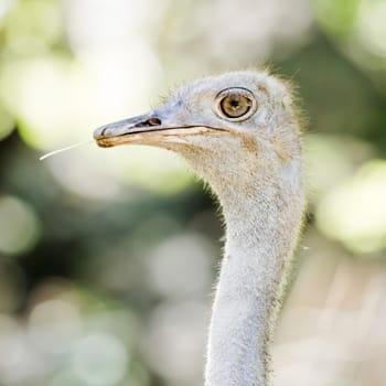 Ostrich head closeup