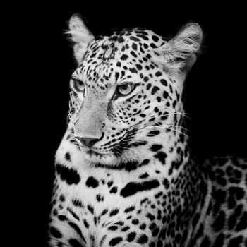 Leopard portrait