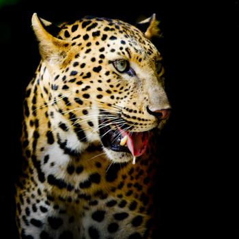 Leopard portrait