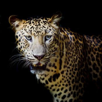 Leopard portrait