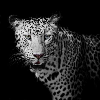 Leopard portrait