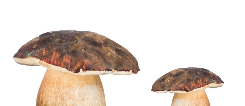 mushrooms of different size isolated