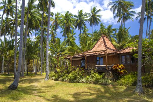 Beautiful Palm Trees on the Tropical Island.
