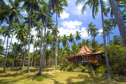 Beautiful Palm Trees on the Tropical Island.