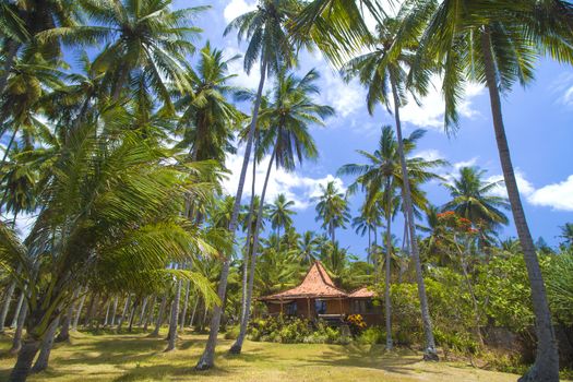 Beautiful Palm Trees on the Tropical Island.
