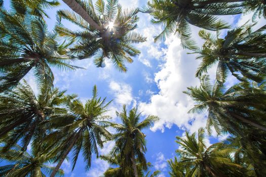 Beautiful Palm Trees on the Tropical Island.