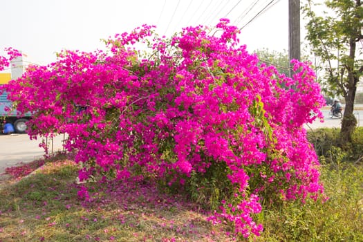 A Pink Bougainvillea Tree located by the road.