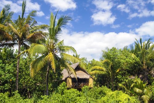 Beautiful Palm Trees on the Tropical Island.