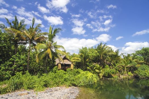 Beautiful Palm Trees on the Tropical Island.
