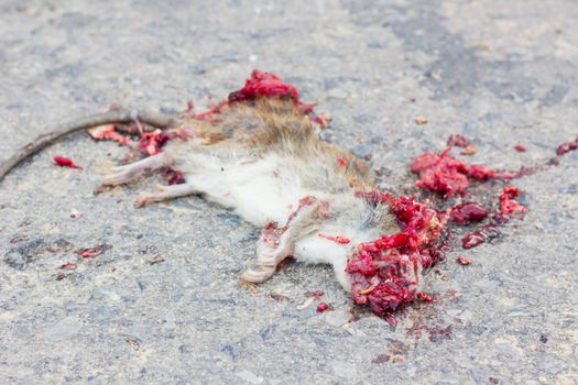 Dead rat on road with blood because of vehicles